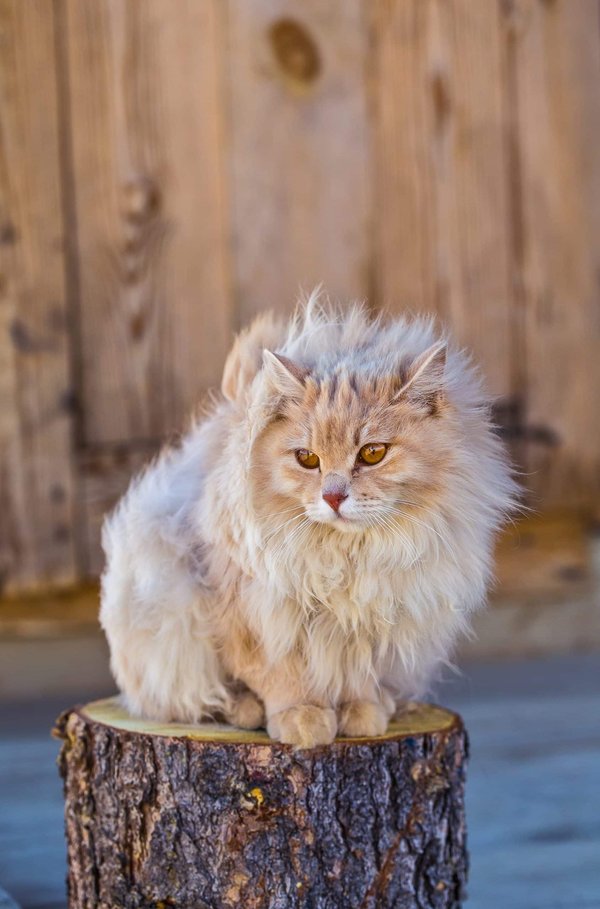 Quelles astuces pour un cheesecake japonais fluffy avec une texture soufflée légère?